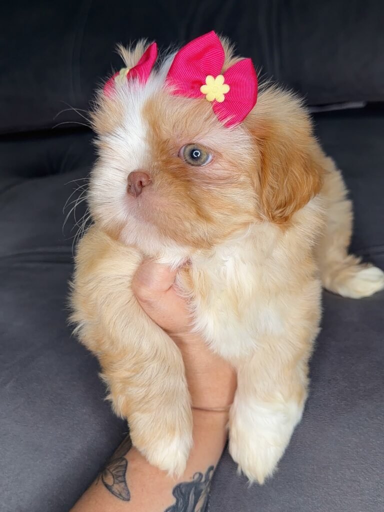 Marmalade, a gold and white Shih Tzu puppy available for adoption
