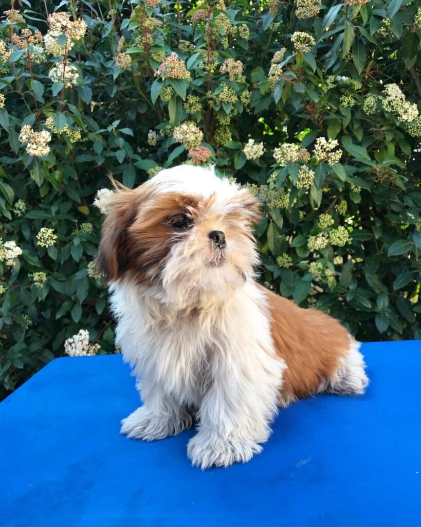 Rosie, a red and white Shih Tzu puppy available for adoption