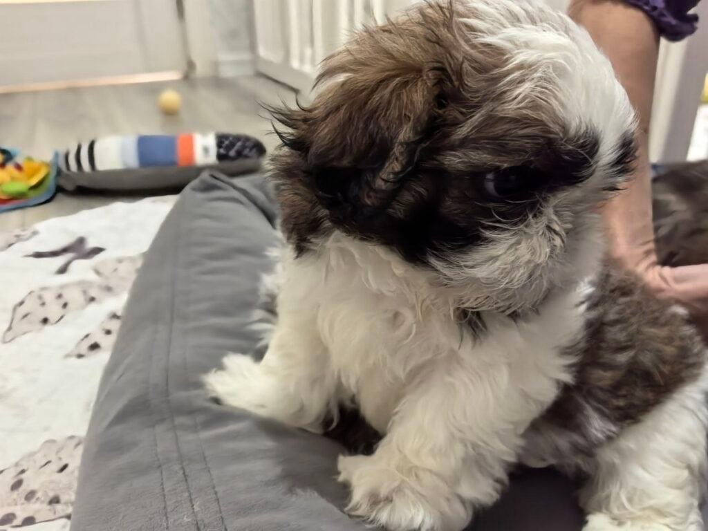 Waffles, a brindle and white Shih Tzu puppy available for adoption